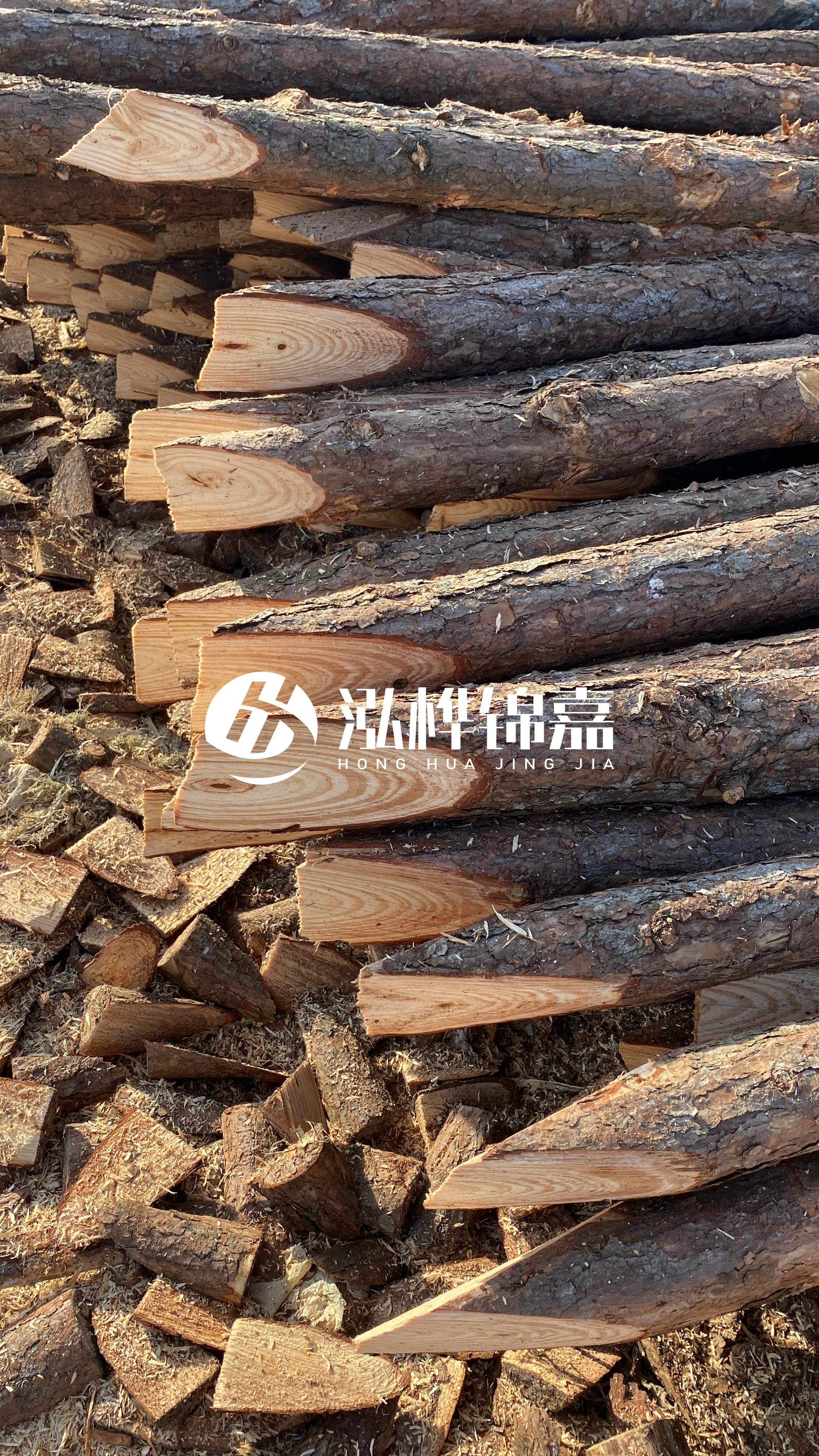 松木樁怎么分辨好壞？學(xué)會這幾招，輕松分辨松木樁好壞不踩雷！